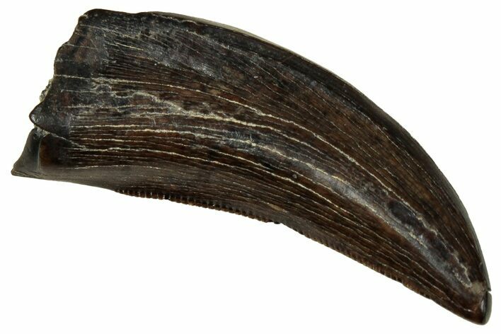 Serrated, Tyrannosaur (Nanotyrannus) Tooth - Montana #350371